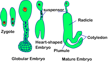 12 bio chapter 2 fig 7