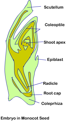 12 bio chapter 2 fig 9