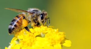 कीट परागण (Entomophily) क्या होता है। कीट परागित पुष्पों में अनुकुलन के बारे में बताएं।