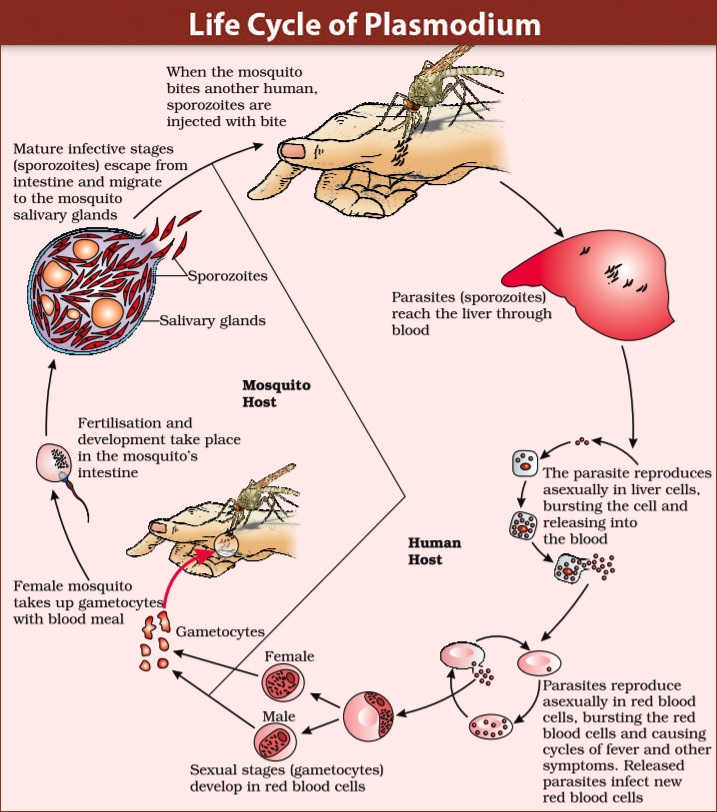 1607939286 Plasmodium