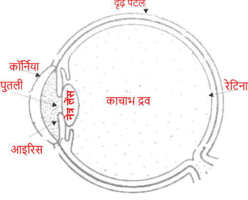 मानव नेत्र का सचित्र वर्णन कीजिए