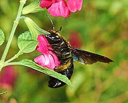 कीट परागण (Entomophily) क्या होता है। कीट परागित पुष्पों में अनुकुलन के बारे में बताएं। 5 IMG 20230111 011550