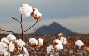 बीटी कपास (Bt cotton) क्या है? इसमें cry gene की क्या भूमिका होती है?