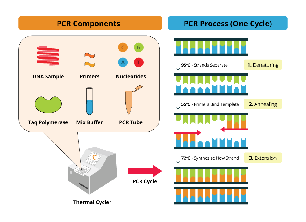 MB PCR components
