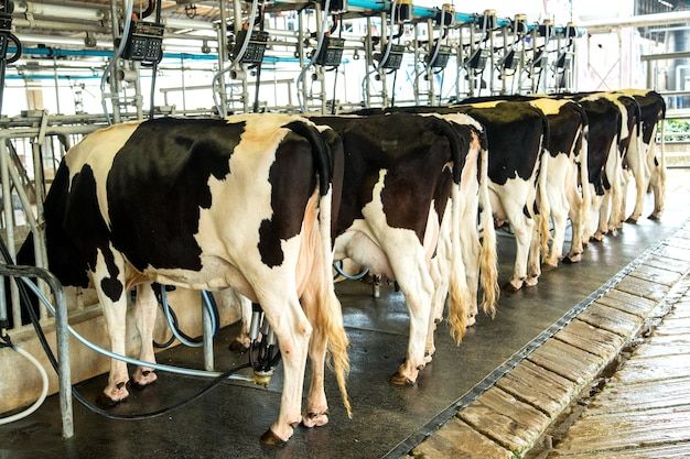 Dairy farm management