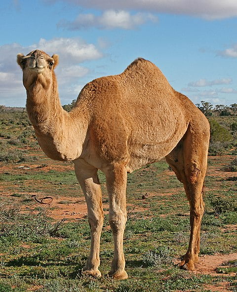 480px 07. Camel Profile near Silverton NSW 07.07.2007