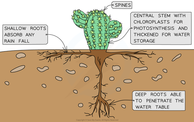 Cactus Adaptations