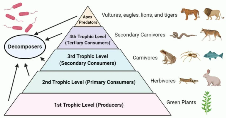 Trophic Level pyramid 768x403 1