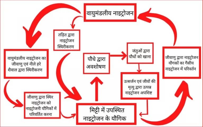 nitrogen cycle 768x480 1