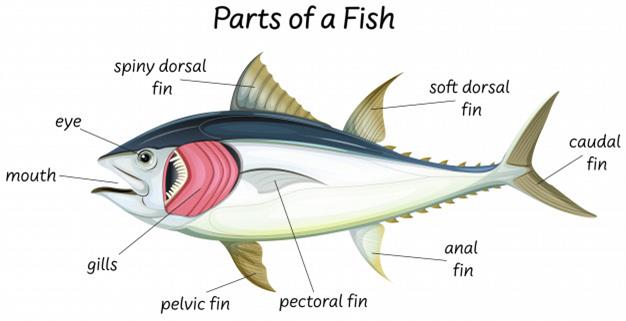 scienceinternalanatomyfish130847170w626