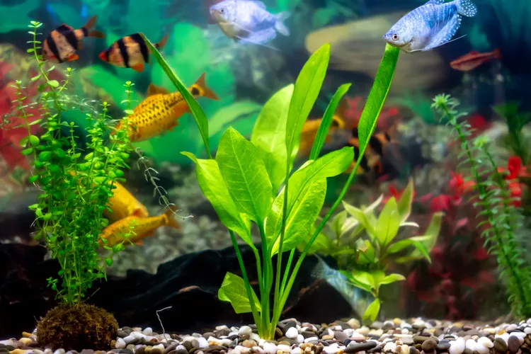 sumatra barbs blue gourami golden barbs 1194278640 4844e7bb99d14b4fbe9c8302981c8350