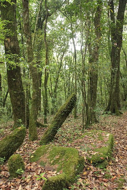 440px Ancient monoliths in Mawphlang sacred grove
