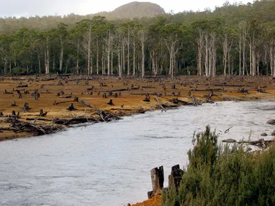 Riverside deforestation Australia