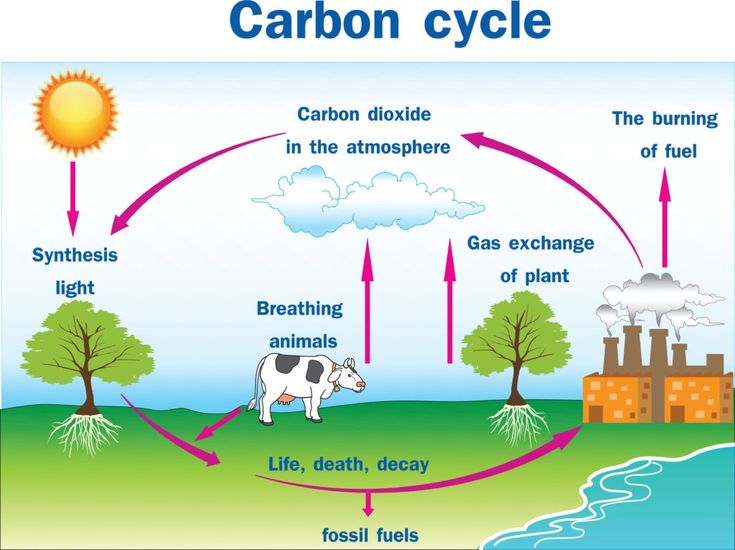CarbonCycleandCarbonSequestration KidsGardening