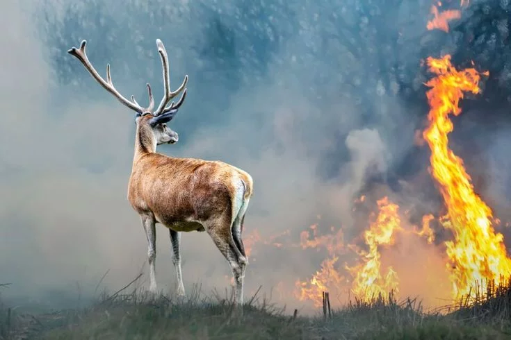 Deerreturntofire ravagedterritorieswhiletreesare stillsmoldering