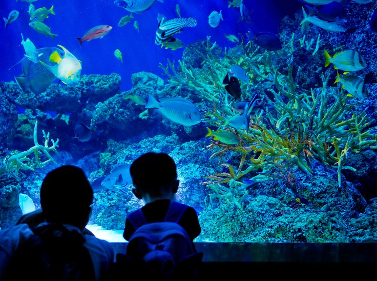 Father26SonTime40S E.AAquariumSingapore