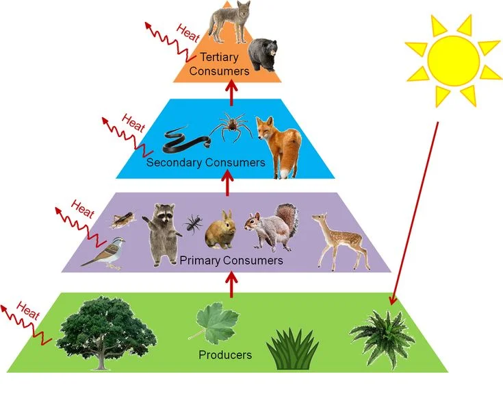 FoodWebsandTrophicLevels