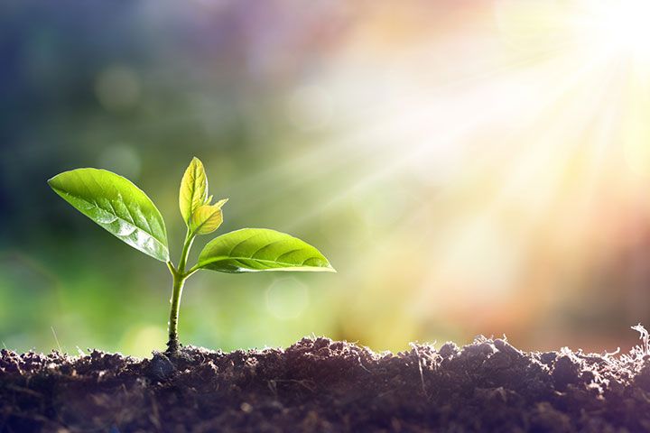 PhotosynthesisForKids Definition2CProcess2CDiagram26Facts