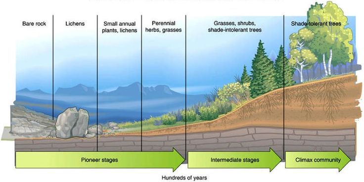 PrimarySuccession