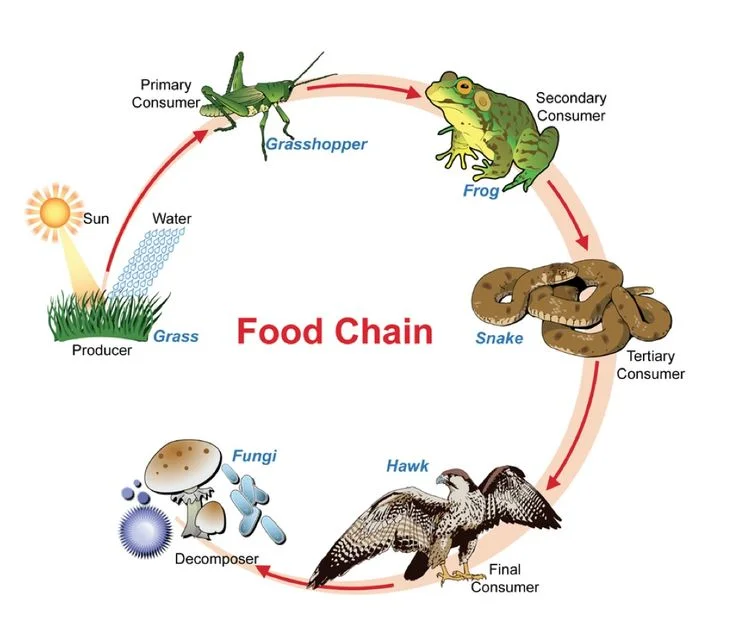 THEFOODCHAIN