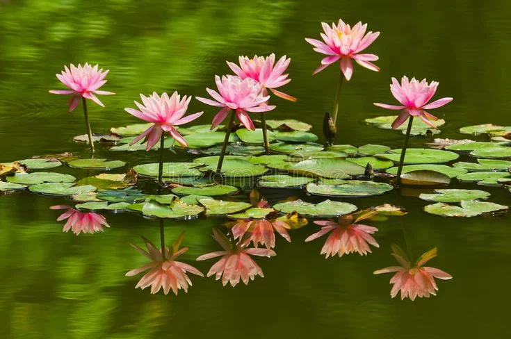 WaterLilystockphoto Imageoflily2Cplant2Cfloral 24485600
