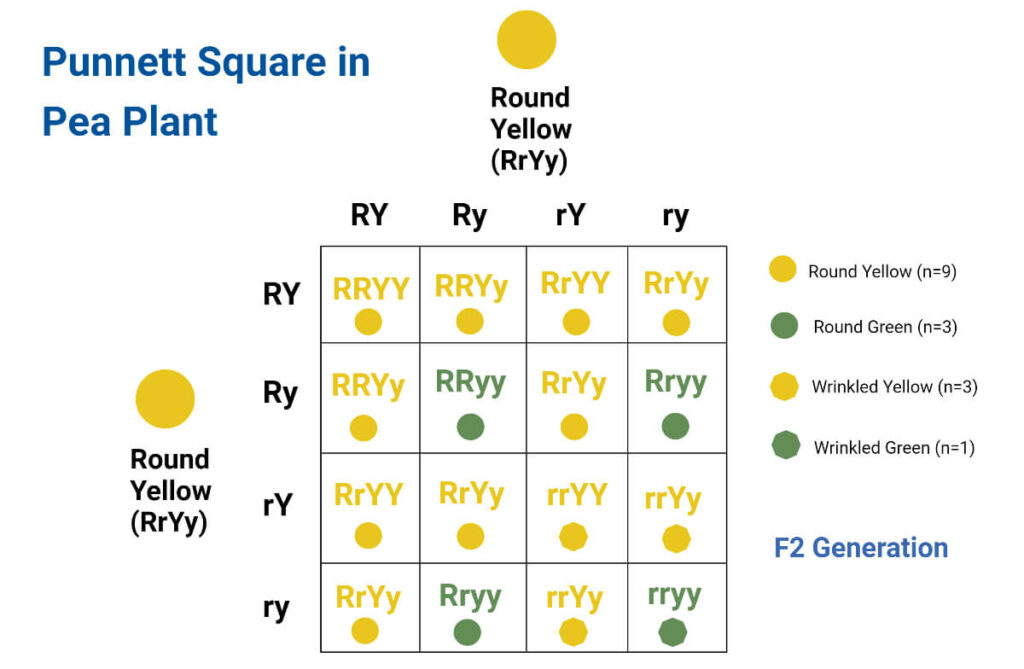 Punnett Square in Pea Plant