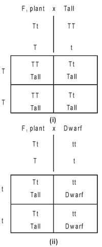 mendel2