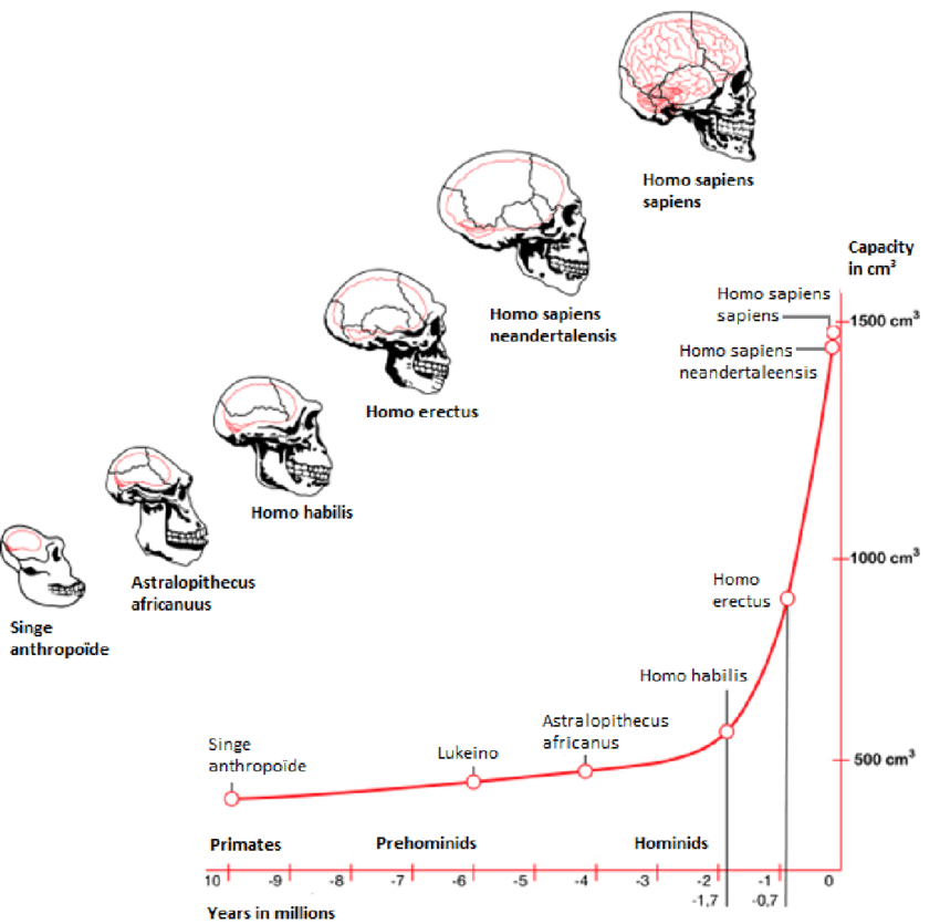 Human evolution based on skull endocasts of fossil archaic primates and early hominids