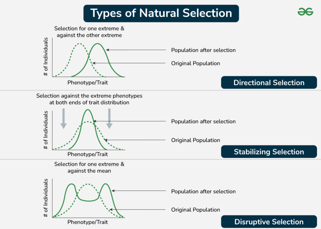 Natural Selection 1