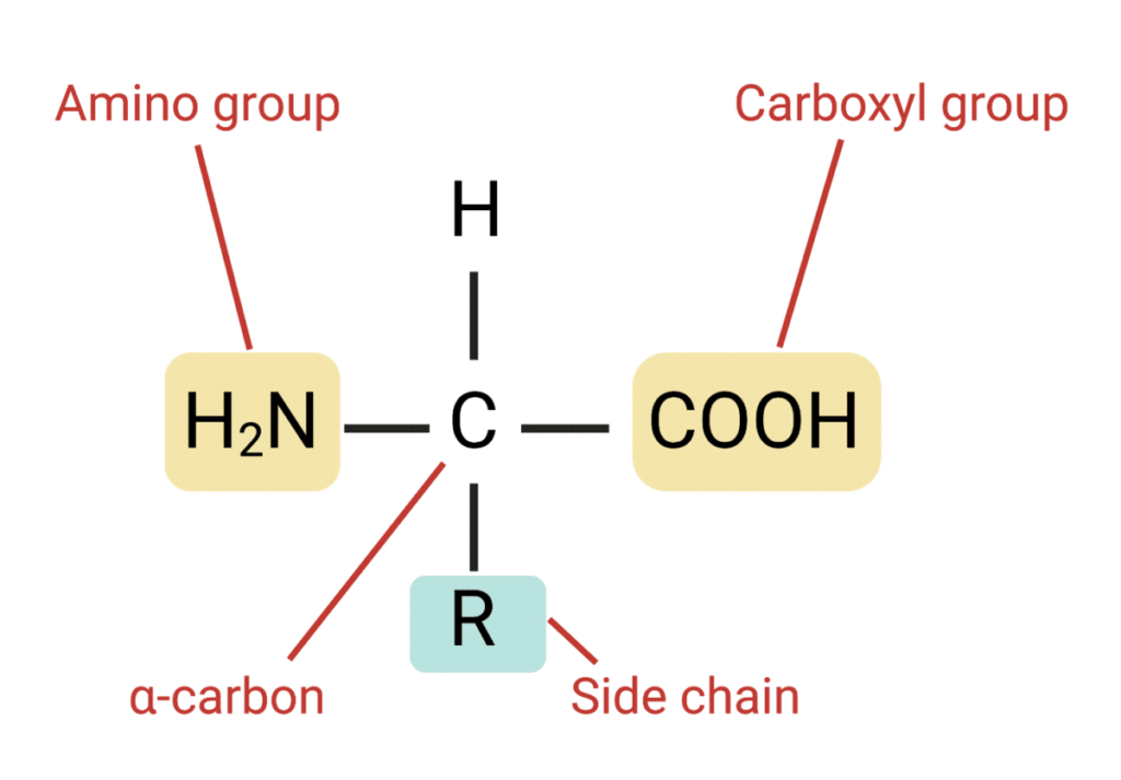 amino acid fig 1 1200x835 1