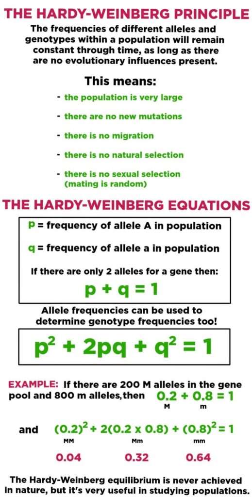 evolution allele frequency hardy weinberg