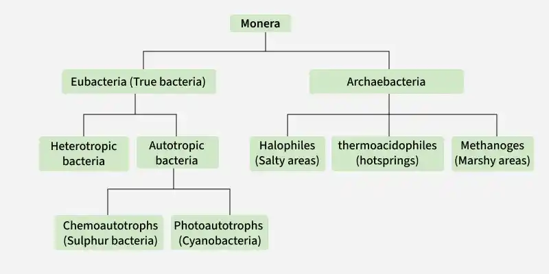 monera