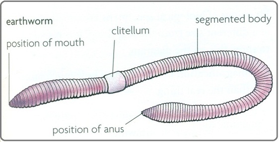 1000297544