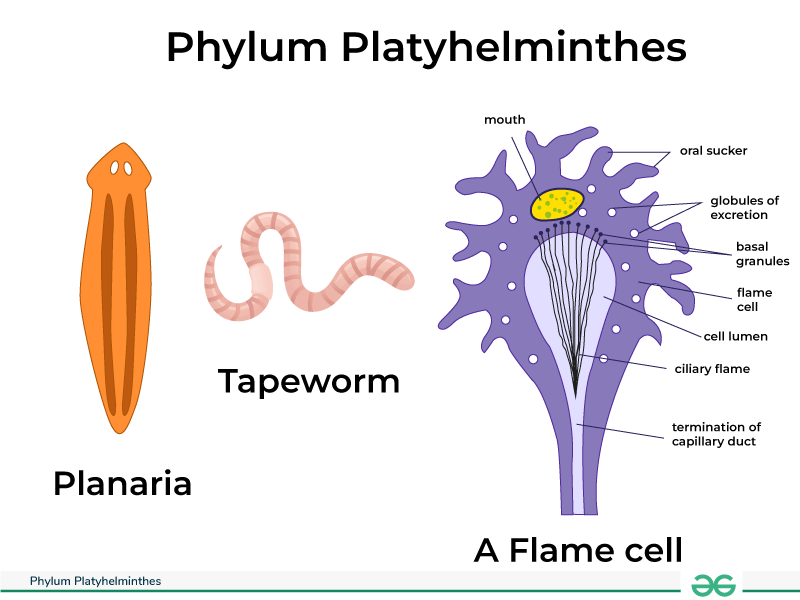 Phylum Platyhelminthes