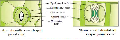 पुष्पी पादपों का शारीर (Anatomy) 1 1000305019