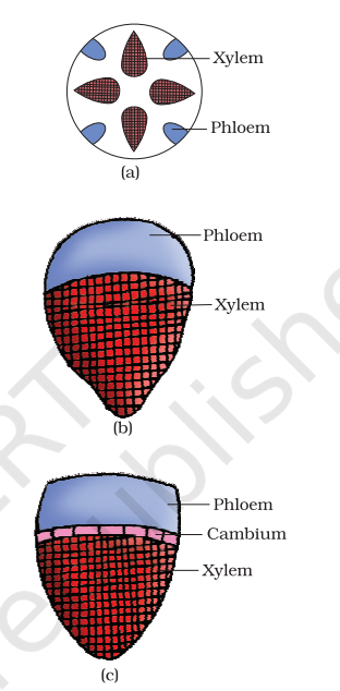 पुष्पी पादपों का शारीर (Anatomy) 2 1000305022