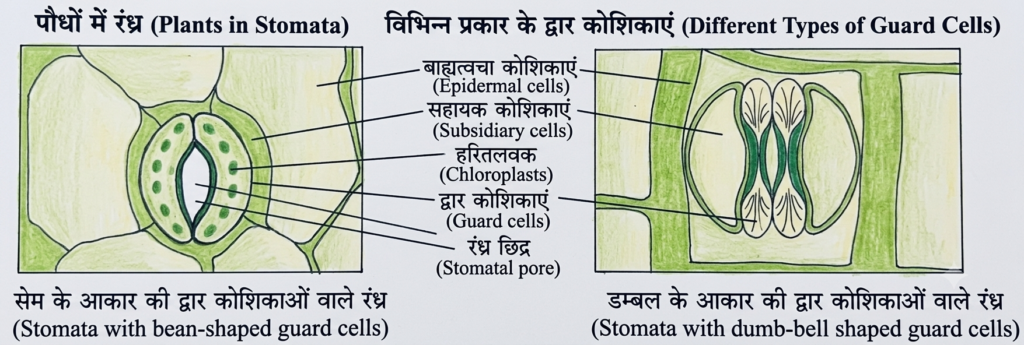 पुष्पी पादपों का शारीर (Plant Anatomy): संपूर्ण अध्ययन 3 17847379748304761327363422044143