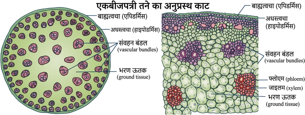 पुष्पी पादपों का शारीर (Plant Anatomy): संपूर्ण अध्ययन 8 17847398973725006588245662872458