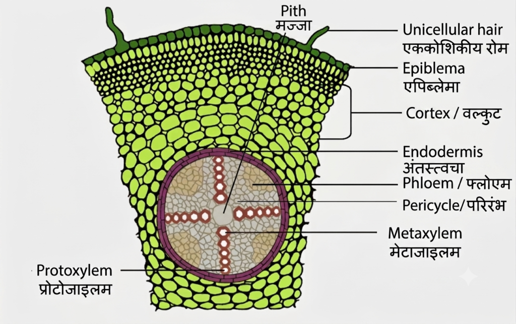 पुष्पी पादपों का शारीर (Plant Anatomy): संपूर्ण अध्ययन 5 17847415816454113279117467675620
