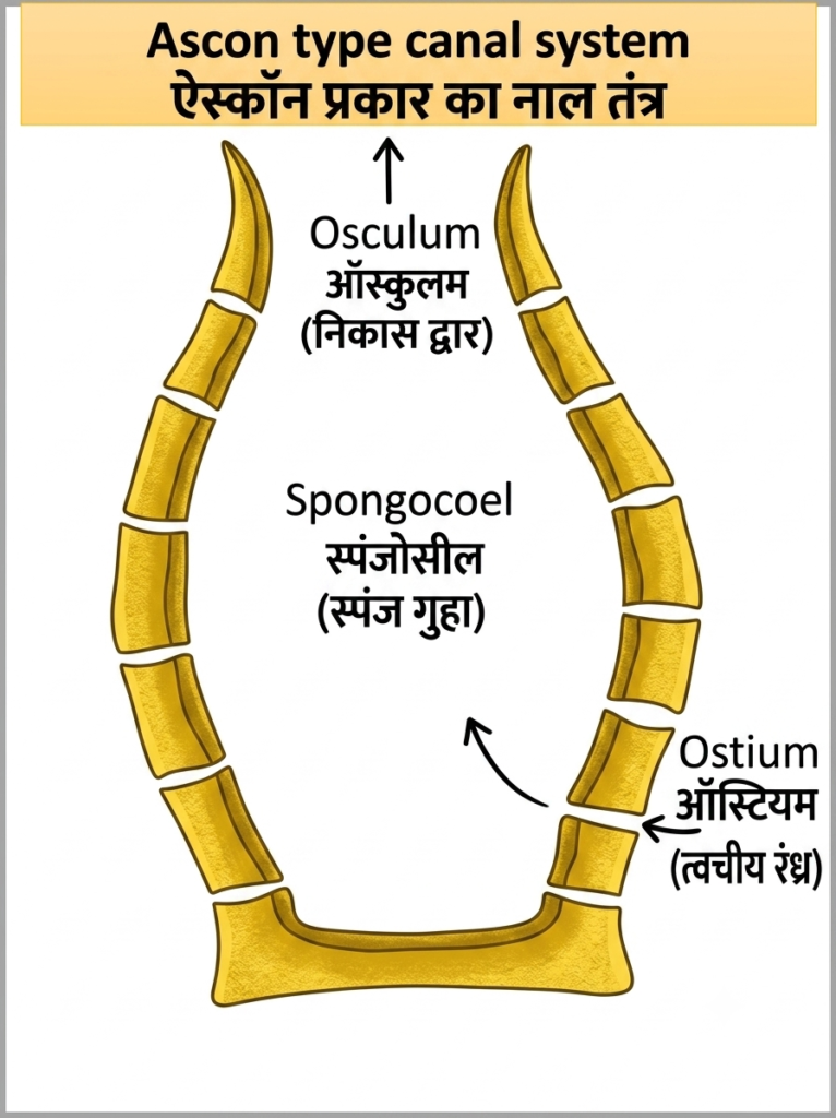 प्राणि जगत (Kingdom animalia): सम्पूर्ण वर्गीकरण और महत्वपूर्ण प्रश्न (Q&A) 4 17847922548507737577407900592232