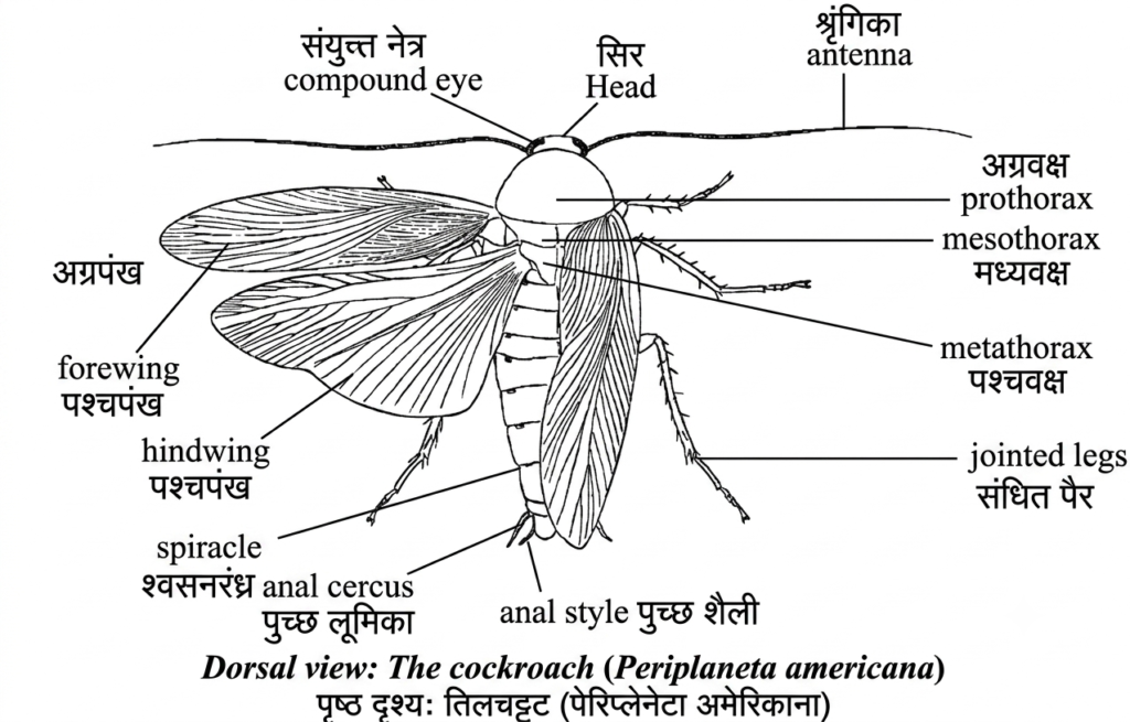 प्राणि जगत (Kingdom animalia): सम्पूर्ण वर्गीकरण और महत्वपूर्ण प्रश्न (Q&A) 10 17847938450435590961249223239345