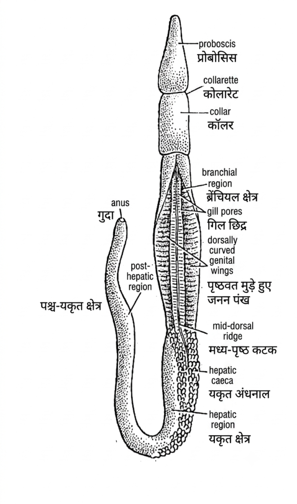प्राणि जगत (Kingdom animalia): सम्पूर्ण वर्गीकरण और महत्वपूर्ण प्रश्न (Q&A) 13 1784794629664172065689017622423