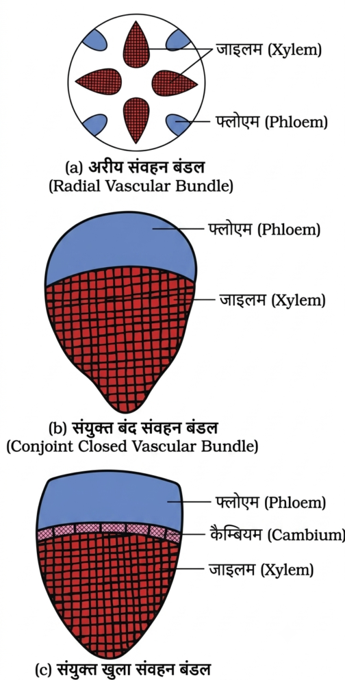 पुष्पी पादपों का शारीर (Plant Anatomy): संपूर्ण अध्ययन 4 image editor output image587909607 17847383048209109570682608285040